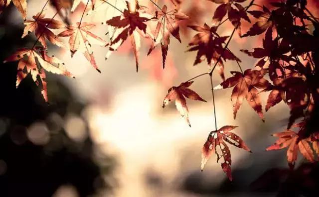 秋叶做成秋,恰上心头 秋叶做成秋,恰上心头