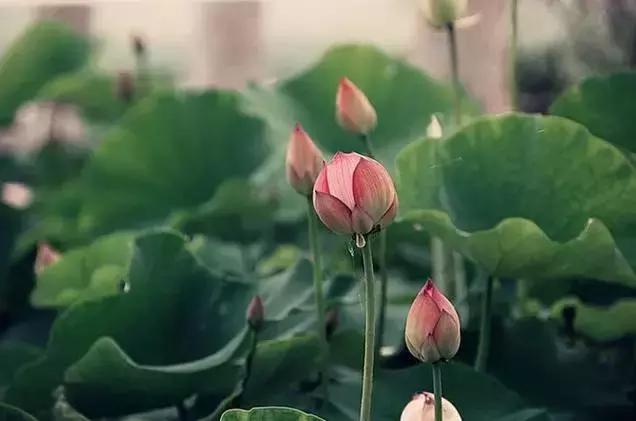 来世，做一朵花吧