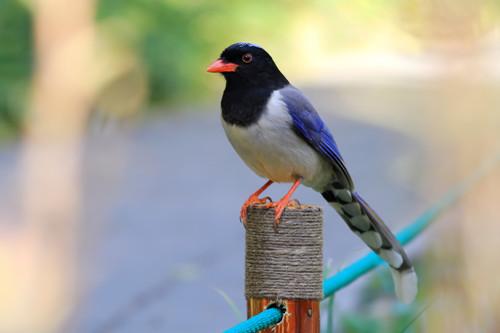 愚蠢的人用嘴,智慧的人用心,狭隘的人斗狠,慈悲的人不争 愚蠢的人用嘴,智慧的人用心,狭隘的人斗狠,慈悲的人不争