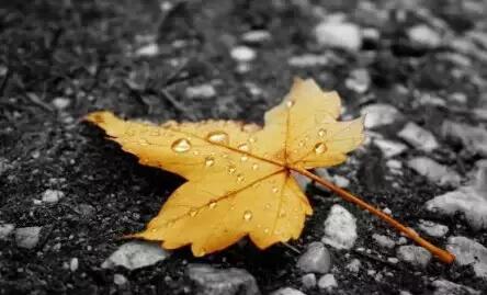 岁月静美当如秋