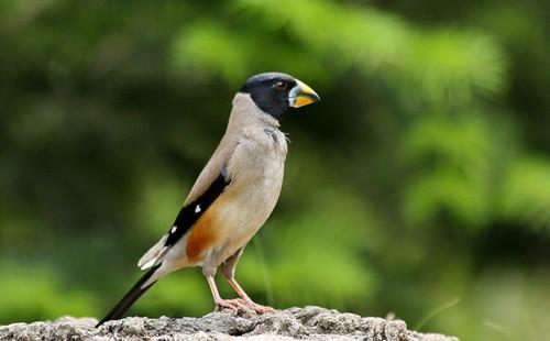愚蠢的人用嘴,智慧的人用心,狭隘的人斗狠,慈悲的人不争 愚蠢的人用嘴,智慧的人用心,狭隘的人斗狠,慈悲的人不争