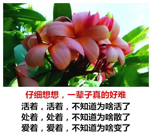 生活有苦有甜，爱情有闹有和，心情有悲有喜，日子有阴有晴