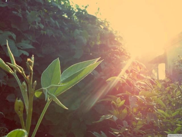 感动人心的10句唯美语录