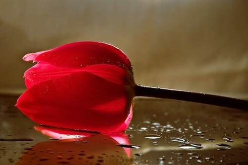 感动人心的10句唯美语录