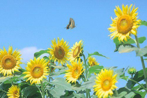 朋友圈充满正能量的情感语录