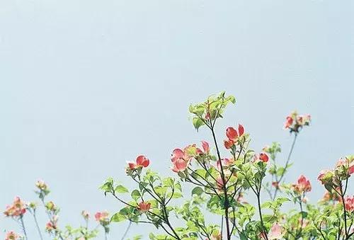 念花开，一念花落