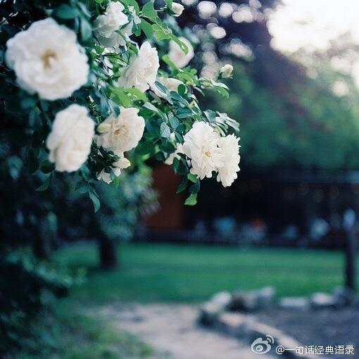 比珍珠还真的经典语录