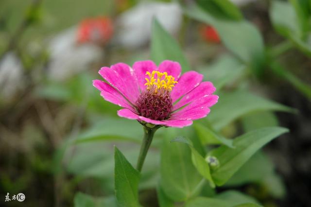 句子虽短，句句经典，适合发朋友圈