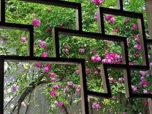 许我一场花开，还你一世繁华