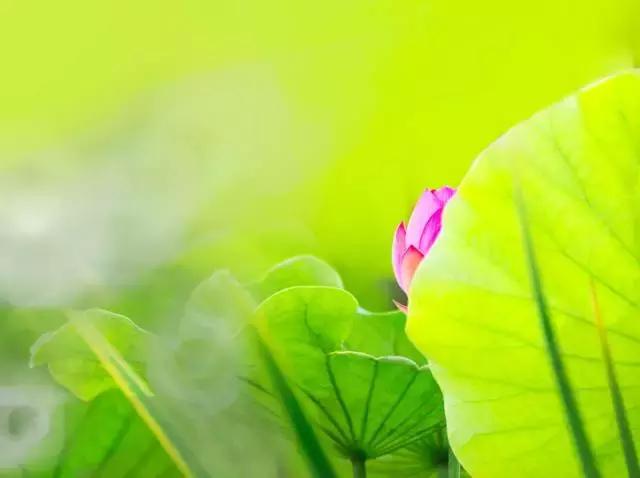 心生莲花，芬芳自来