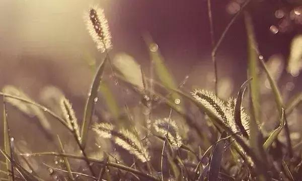 做人，就该像草一样