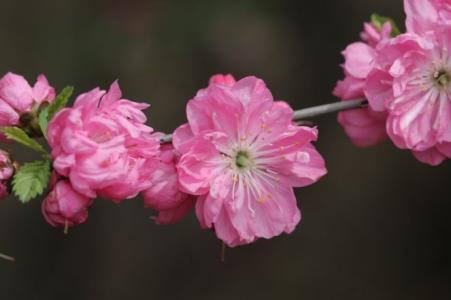 泰戈尔的名句，美的让人心醉（建议收藏）