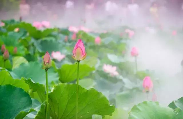心生莲花，芬芳自来