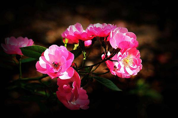 成功、快乐、价值、幸福