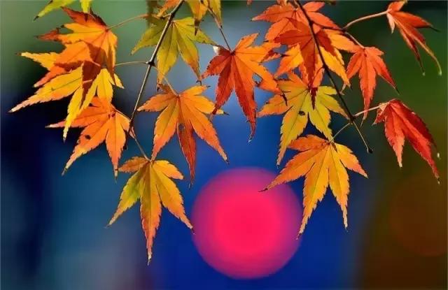 清秋，绽放一树静美