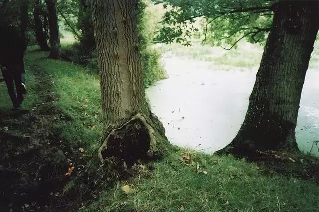 红 豆（经典好文）