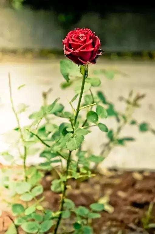 人生,太多身不由己 人生,太多身不由己