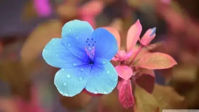 命里有时我相守，命里无时我不求