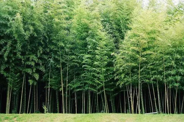 红 豆（经典好文）