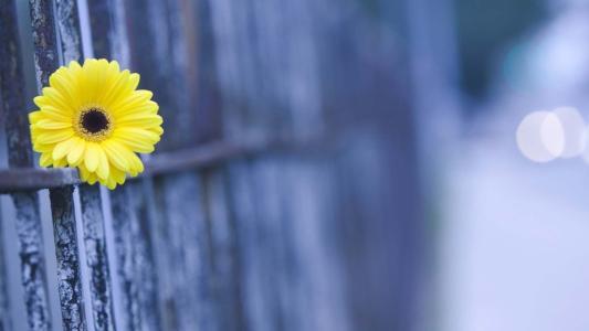 张小娴的经典爱情语录，哪一句说到你心坎上