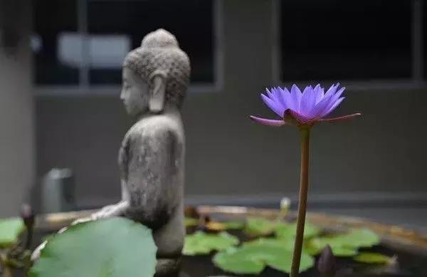 没有如意的人生，只有看开的生活