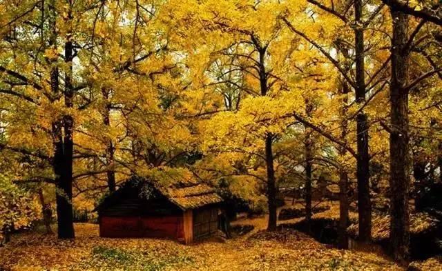 秋风舞落叶,瘦笔书相思 秋风舞落叶,瘦笔书相思