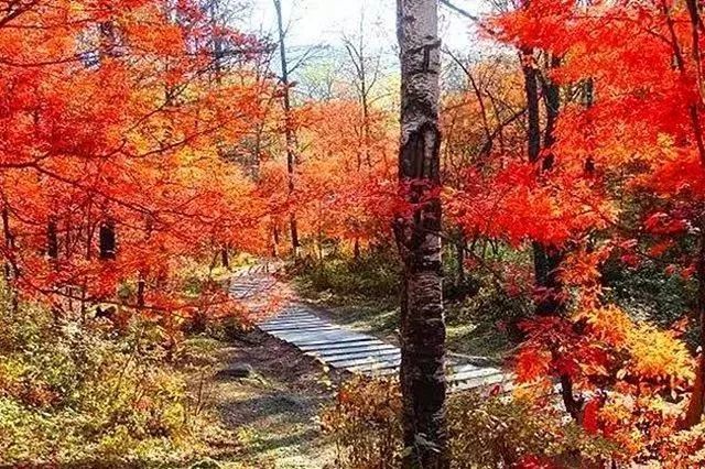 听一片枫叶的声音