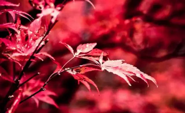 秋叶做成秋,恰上心头 秋叶做成秋,恰上心头