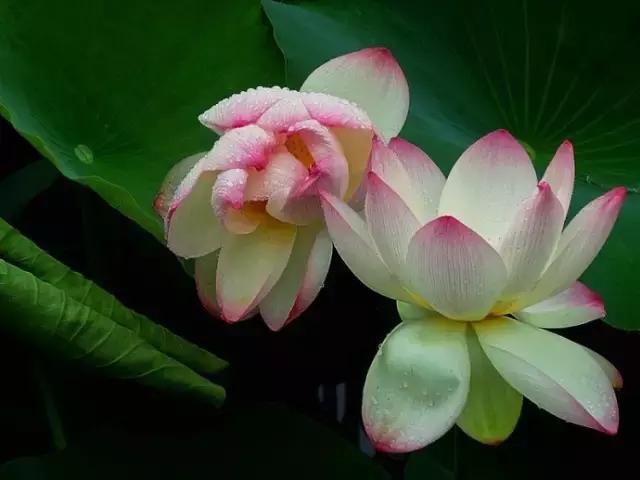 从此，心如莲花，不再恨人