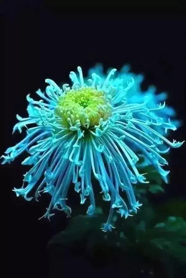 落花无言，人淡如菊