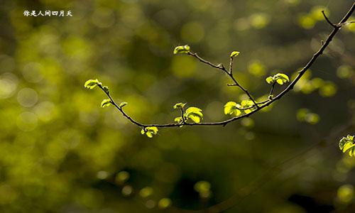 林徽因《你是人间的四月天》十大经典语录