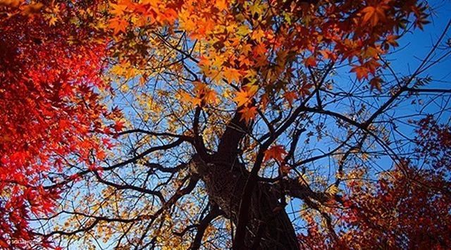 听一片枫叶的声音