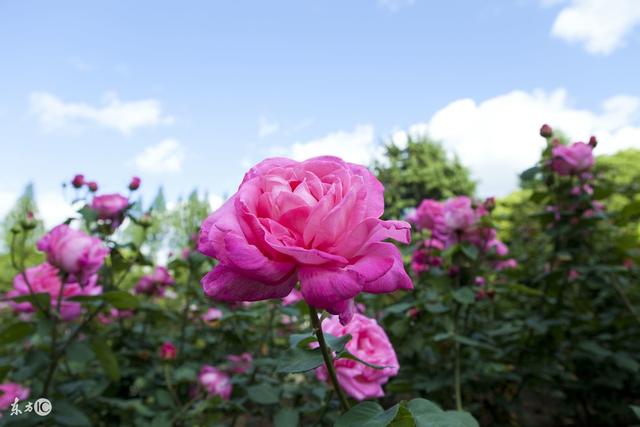 坎坎坷坷谁陪谁，真真假假谁信谁，许下的诺言谁兑了谁