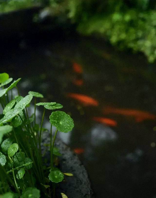 愿有一方院子，盛满人间清欢