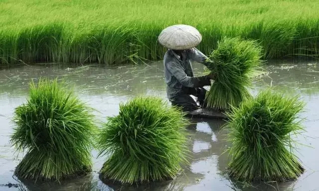 最美的父亲节祝福，祝爸爸身体健康，节日快乐