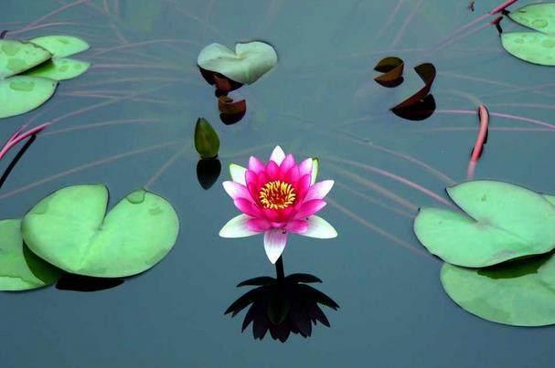 木心论事毋涉私心意气谓之谦