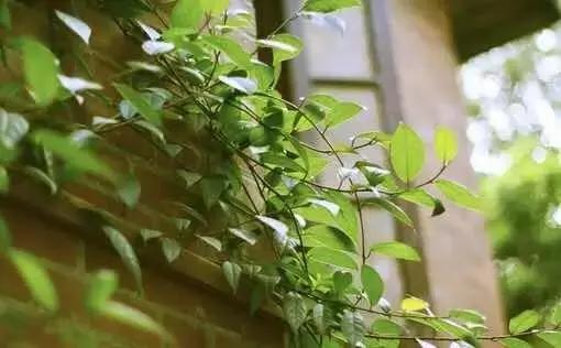 靠人靠地靠祖先，不算是好汉