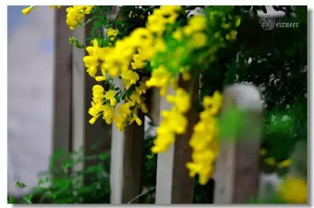 微笑如花，一路芬芳