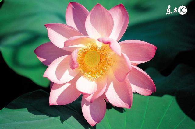 能改的，叫做缺点