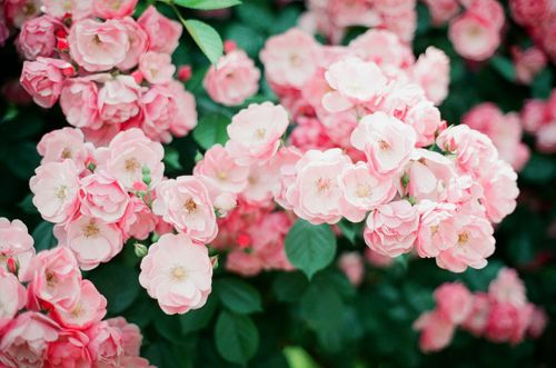 很美很美的沁人心扉的经典语录 很美很美的沁人心扉的经典语录