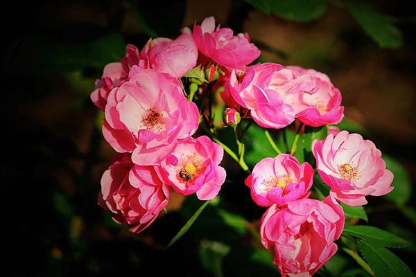 成功、快乐、价值、幸福