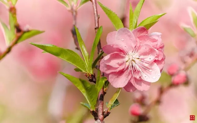 桃花十里，不如“你”