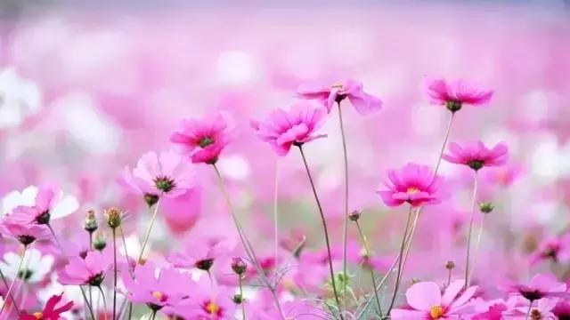 莫言:别在不喜欢你的人那丢了快乐 莫言:别在不喜欢你的人那丢了快乐