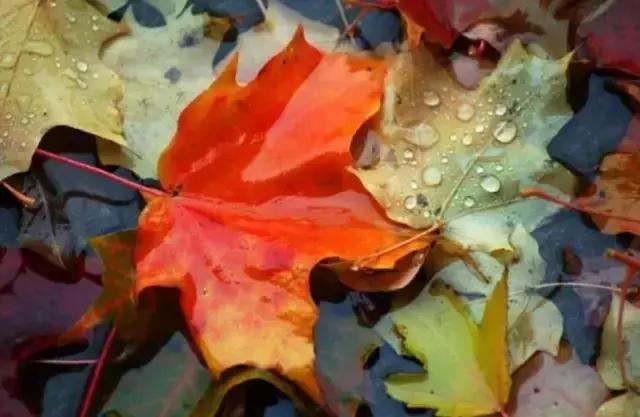 清秋，绽放一树静美