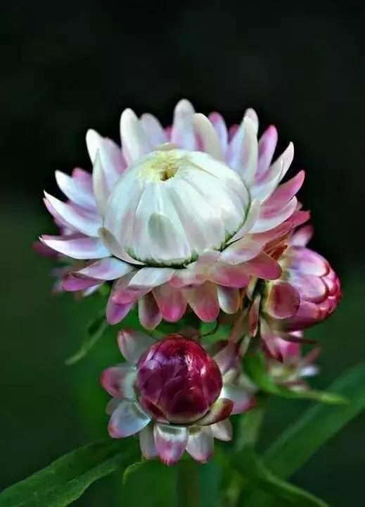 落花无言，人淡如菊