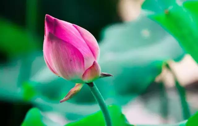 心生莲花，芬芳自来