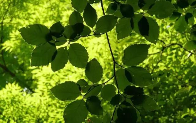 红 豆（经典好文）