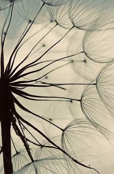 世界让我遍体鳞伤,但伤口长出的却是翅膀 世界让我遍体鳞伤,但伤口长出的却是翅膀