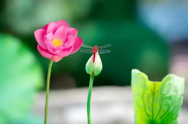 心生莲花，芬芳自来