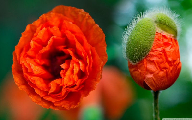 回眸时，最怕人擦肩；寻觅里，最恨情无踪